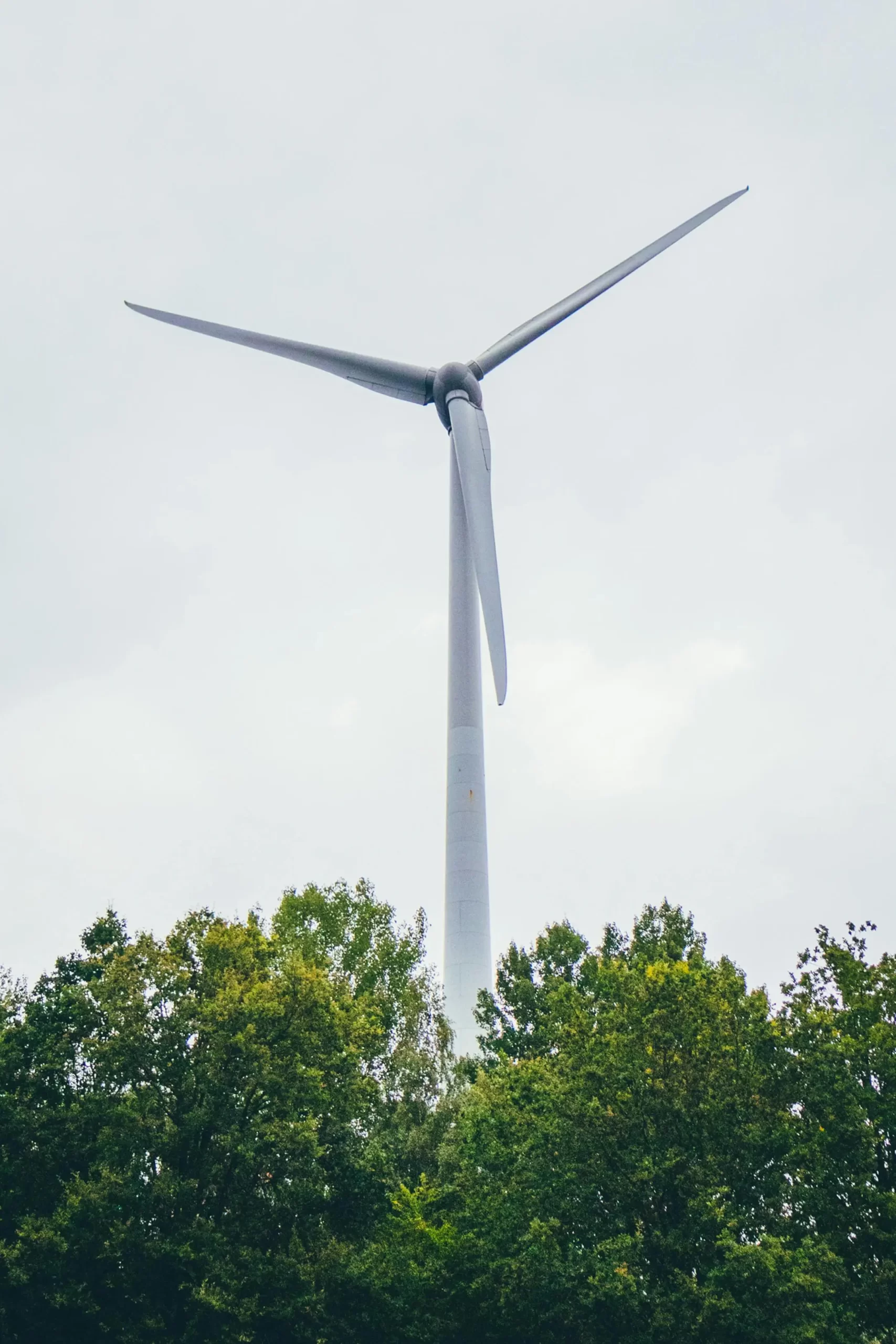 tinywow_pexels-arlindphotography-27408653_75135818